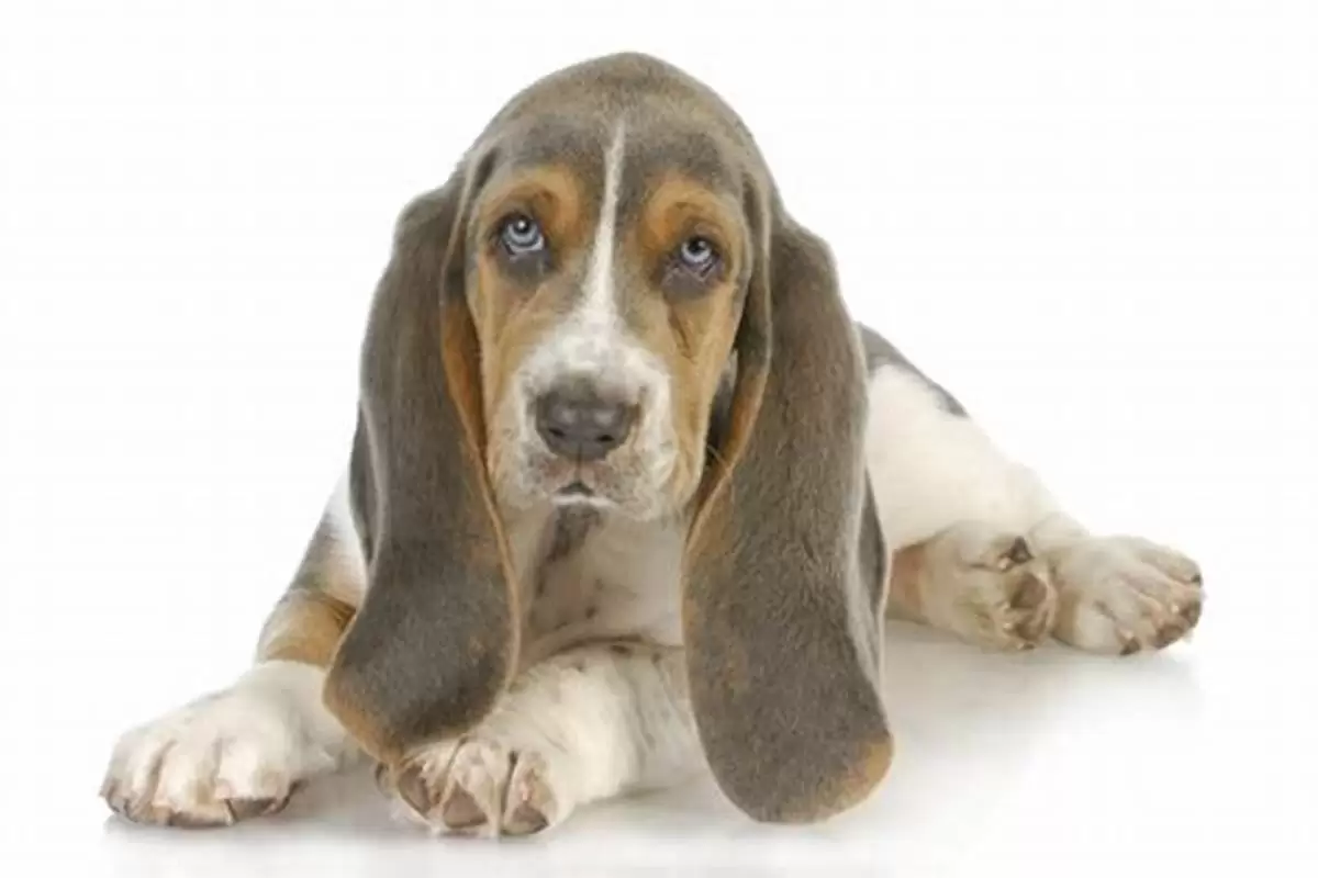 Cachorro lambemdo a pata. Cachorro lambemdo a pata.