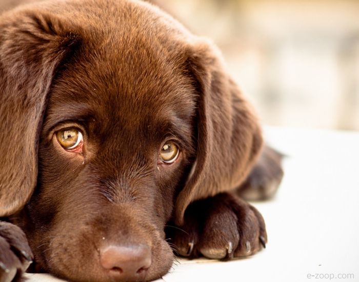 Comida de cachorro. Alimentos que o seu cachorro não pode comer