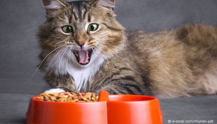 Gato pode beber leite? E a ração para os filhotes, precisa ser diferenciada?