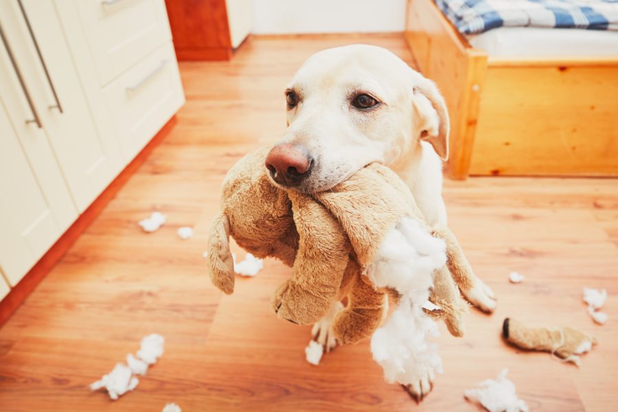 Como evitar que seus animais de estimação estraguem suas coisas