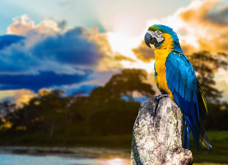 Uma arara no Pantanal do Mato Grosso.