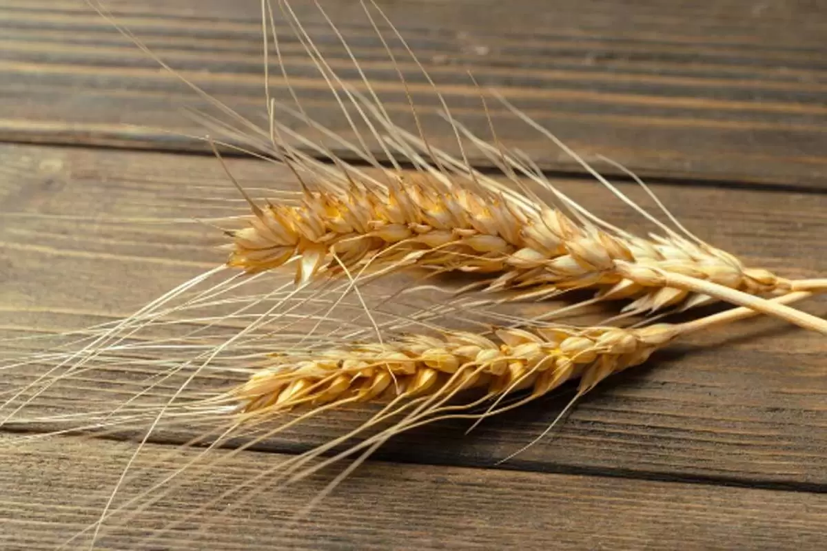 Cacho de trigo sobre uma mesa de madeira ilustra nosso artigo sobre: Sonhar com Trigo 